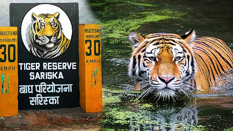 उत्तरी भारत के सबसे बड़े और सबसे प्रसिद्ध टाइगर रिजर्व के बारे में शायद ही आप जानते होंगे... अगर नहीं तो आपको बताते हैं.