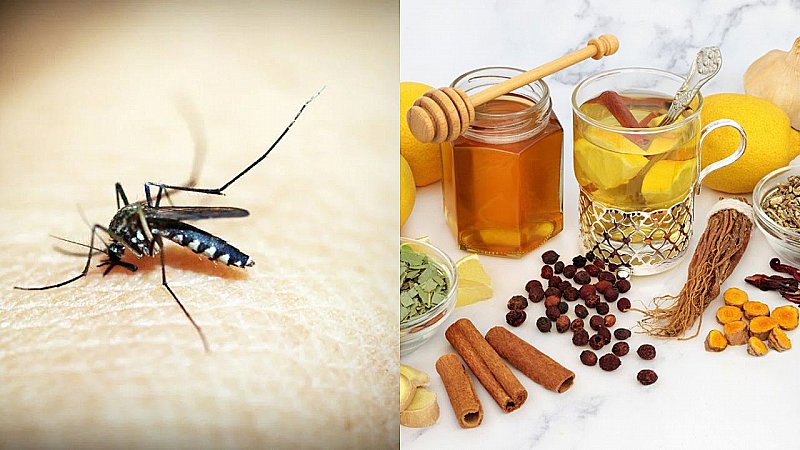 Home Remedies: मच्छरों की भिन्न-भिन्न से हो गए परेशान तो जल्दी करे ये घरेलू उपाय, मिनटों में हो जाएंगे गायब