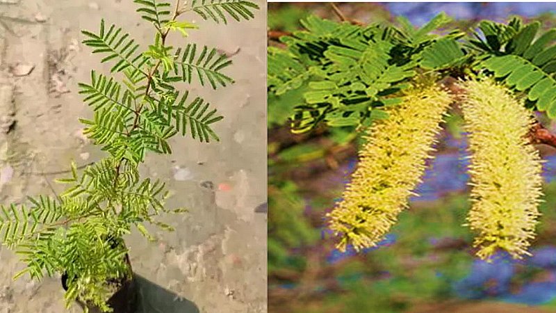 Shami Plant: शिव-शनि को प्रिय है शमी का पौधा, जानें घर में लगाने के अनगिनत फायदे