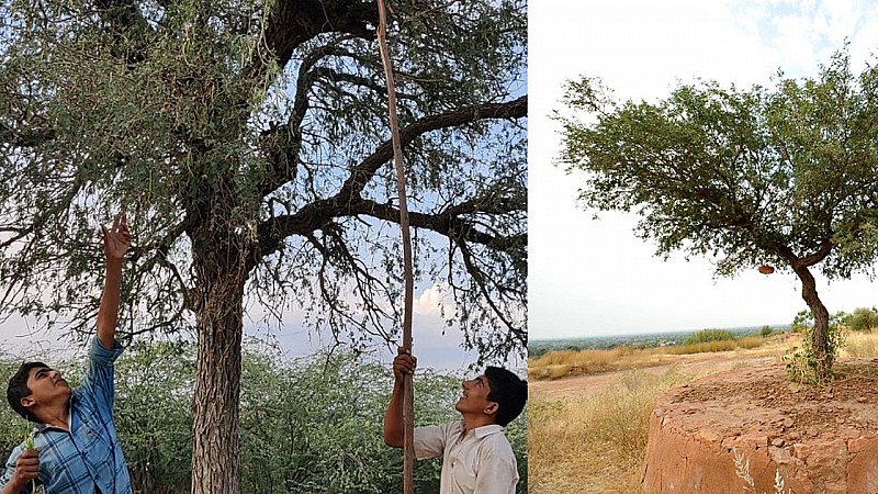 Rajasthan: राजस्थान मे खेजड़ी पेड़ को बचाने के लिए वन विभाग ने शुरू की नई मुहीम