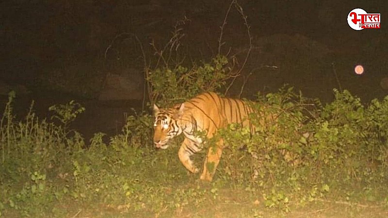 धौलपुर के जंगलों में गीदड़ों का राज, टाइगर रिजर्व में एक ही टाइगर आया नज़र