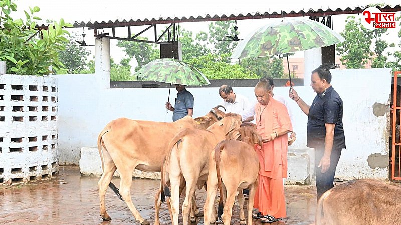 सीएम योगी का बारिश में भी दिखा गौ प्रेम, बारिश में गौशाला पहुंचकर गायों को खिलाया गुड़ चना