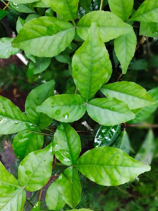 बेलपत्र खाने के फायदे जानकर हो जाएंगे हैरान, हेल्थ को मिलेंगे कई लाभ