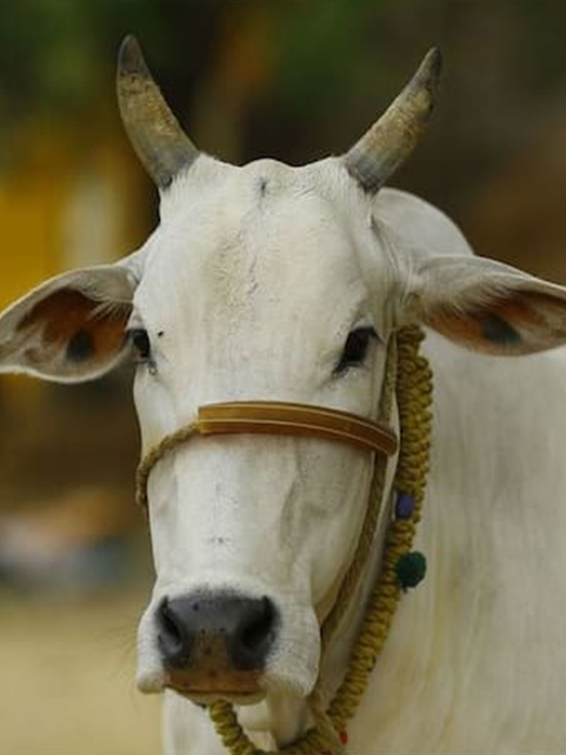 गौ स्पर्श से दूर हो जाएंगे सारे पाप, ब्रह्मांड के पूजनीय देवताओं का है इनमें वास