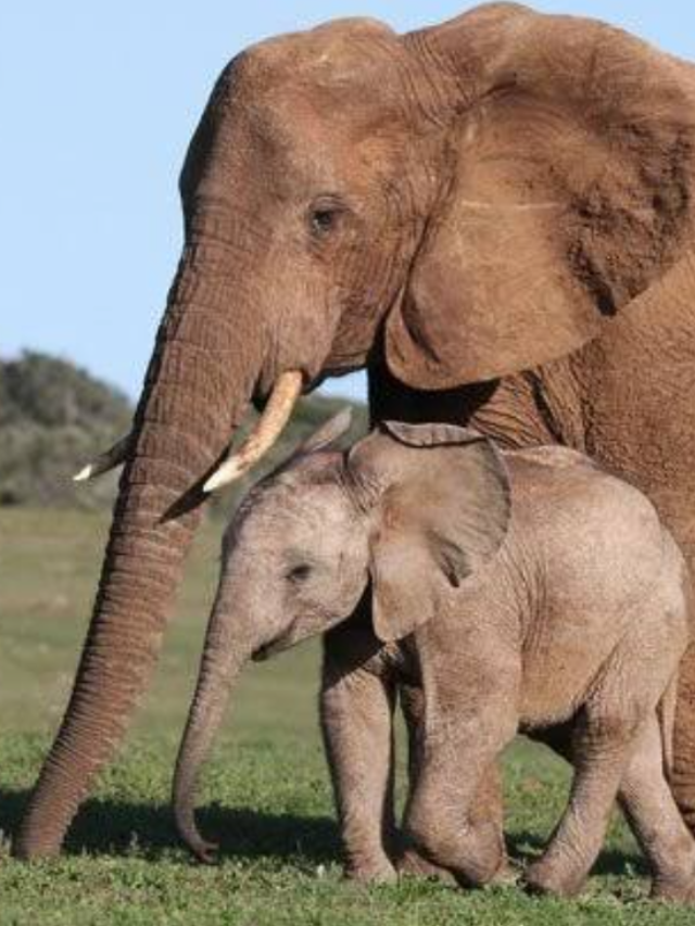 सबसे हेल्दी पेरेंटिंग स्टाइल क्यों मानी जाती है Elephant Parenting ? जानें सही तरीका