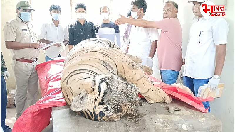 Madhopur News: रणथंभौर टाईगर रिजर्व में टेरिटोरियल फाइट में नर बाघ टी 2312 की दुखद मौत