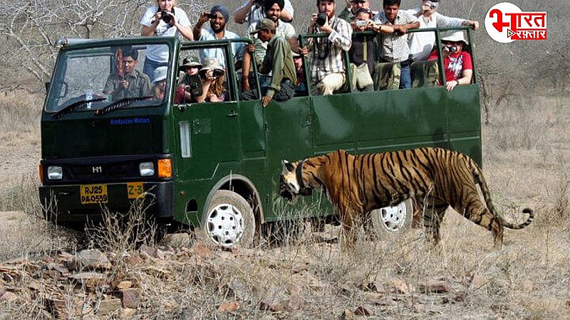 Rajasthan News: Ranthambore में फिर से धूम मचाने को तैयार, नया पर्यटन सत्र एक अक्टूबर से शुरू