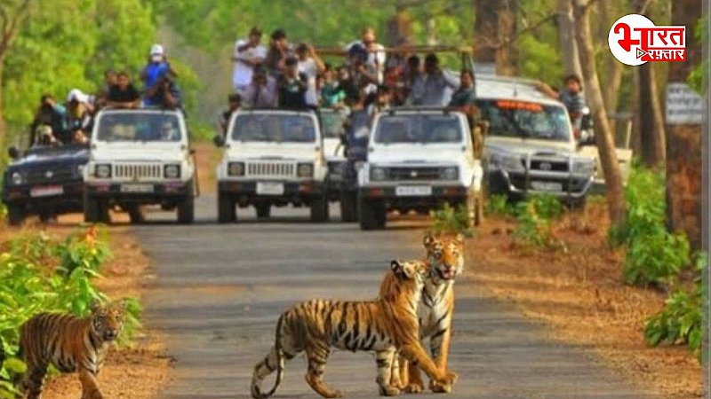 Sariska Tiger Reserve: टाइगर के दीदार के लिए ऑनलाइन बुकिंग, इस बार पर्यटकों के लिए ये नई सुविधाएं, पढ़े पूरी खबर