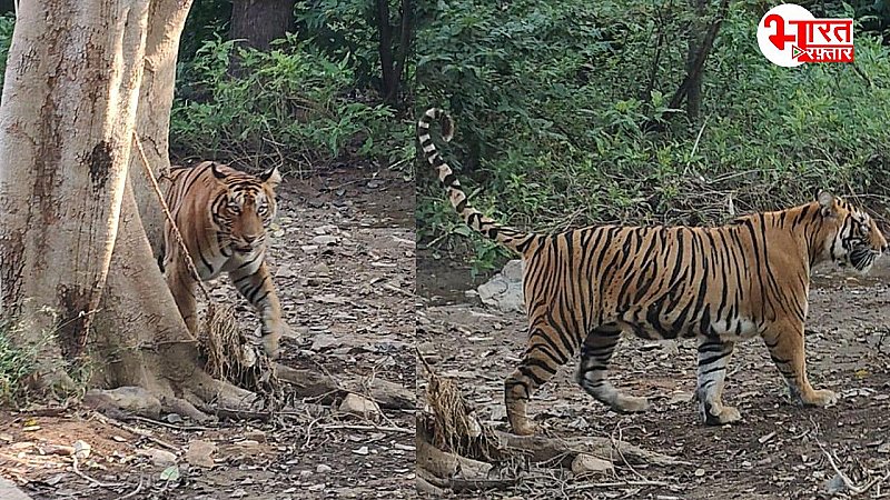 Madhopur News:  पर्यटकों ने बाघिन की चहल-कदमी का किया दीदार, सुल्ताना ने बिखेरा जादू