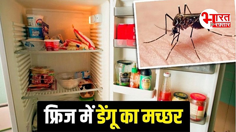 सावधान! फ्रिज में छुपे हो सकते हैं Dengue के मच्छर.. 6 महीने तक रह सकता है जिंदा, पढ़िए रिपोर्ट