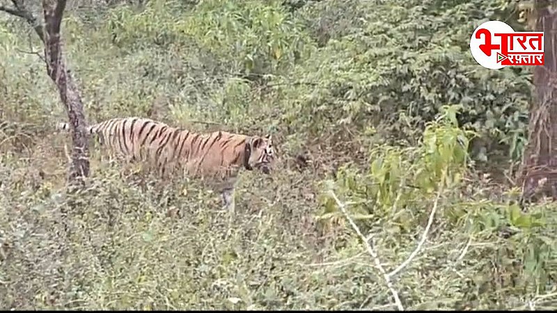 Alwar news: सुबह- शाम यहां रोजाना हो रहे बाघों के दीदार, पर्यटकों का लगा तांता