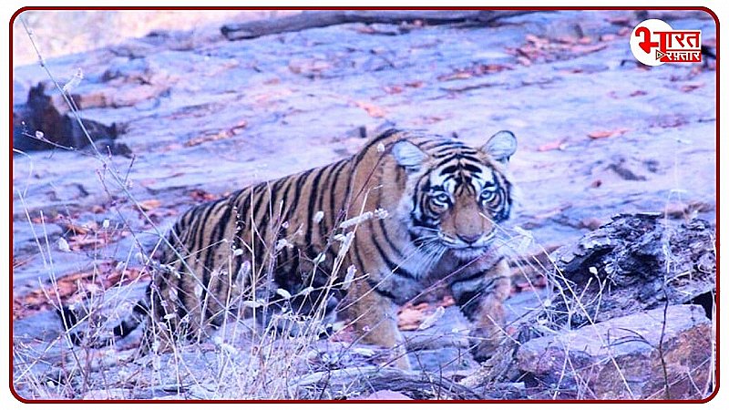 Ranthambore में फिर बाघ का आतंक! दुर्ग में बाघिन का डेरा, वन विभाग की लापरवाही, कब जागेगा प्रशासन?